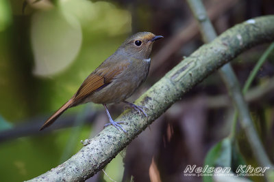 Rufous Bellied Niltava