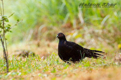 Mikado Pheasant