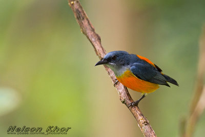 Orange Bellied Flowerpecker