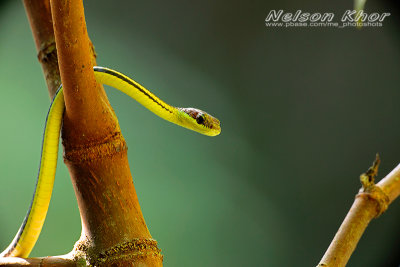 Striped Bronzeback Snake