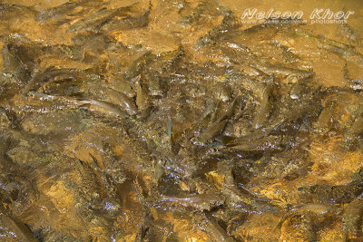 River Fish