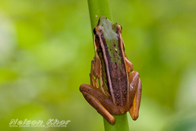 Green Paddy Frog