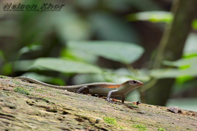Forest Skink
