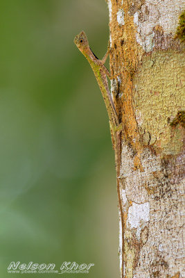 Black Bearded Gliding Lizard