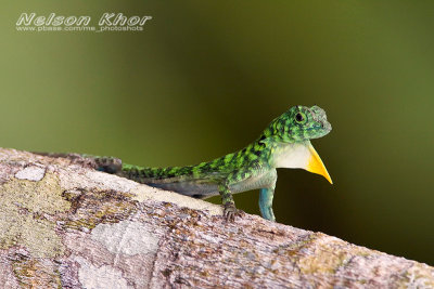 Horned Flying Lizard