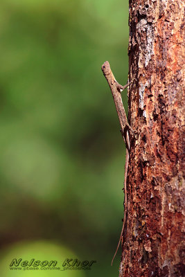 Dusky Gliding Lizard