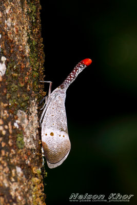 Lantern Bugs