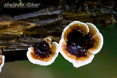 Mushroom