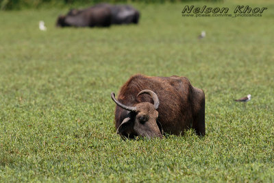 Feral Water Buffalo