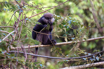 Purple Faced Leaf Monkey