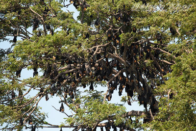 Indian flying fox