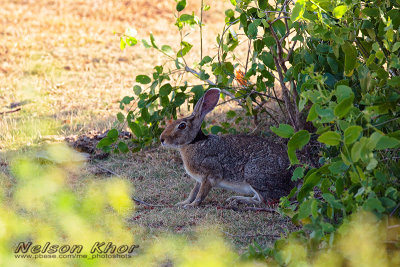 Indian Hare