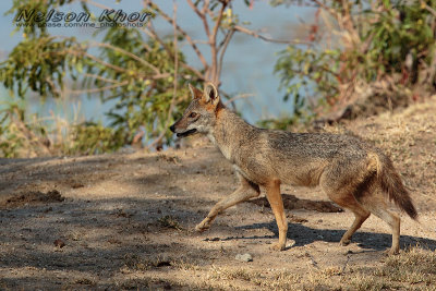 Sri Lankan Jackal