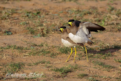 Yellow Wattled Lapwing