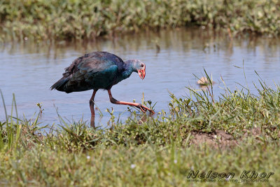 Grey Headed Swamphen