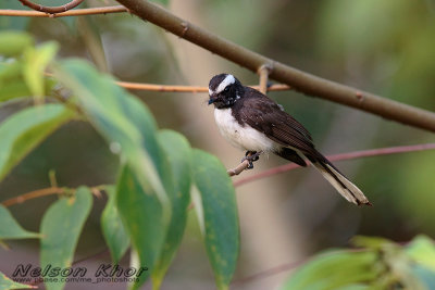 White Browed Fantail