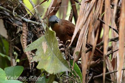 Ashy Headed Laughingthrush