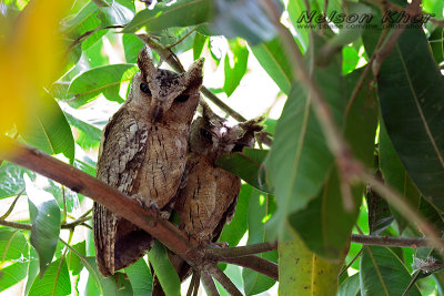 Indian Scops Owl