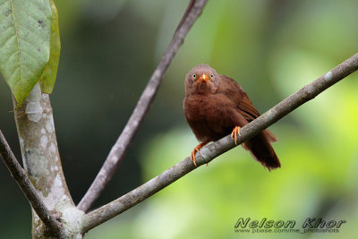 Orange Billed Babbler