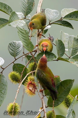 Sri Lanka Hanging Parrot