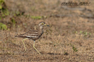 Indian Thick Knee