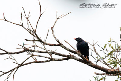 Sri Lanka Hill Myna