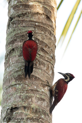 Red Backed Flameback