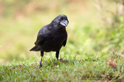 Indian Jungle Crow