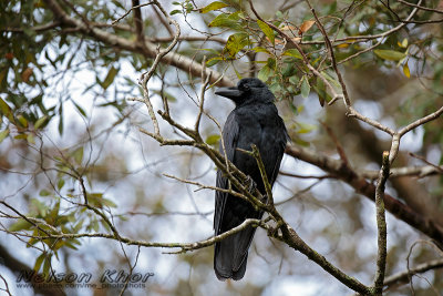 Indian Jungle Crow