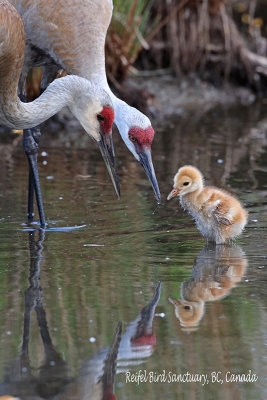 Sandhill Crane 2015