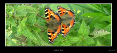 butterflies 10X4.jpg