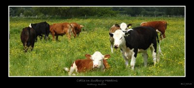 Cattle on Sudbury meadows.jpg