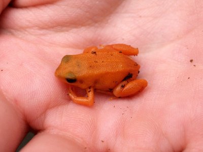 a frog in the hands worth . . .jpg