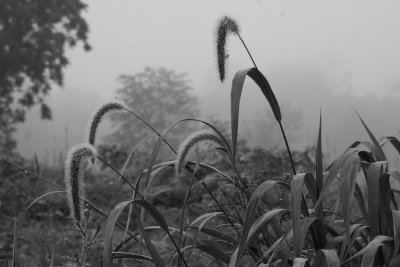 Soupy Morning.
