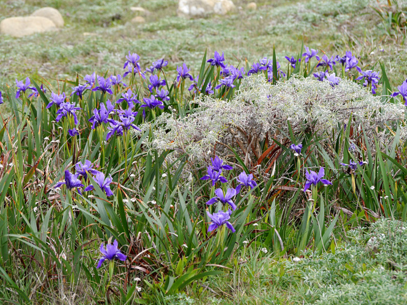 Douglas Iris 3.jpg
