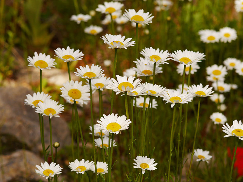 Shasta Daisies 1.jpg