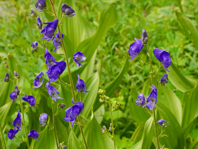 Monkshood.jpg