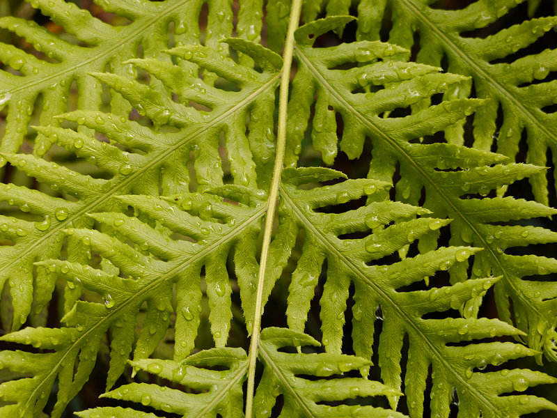 Woodwardia Fern.jpg