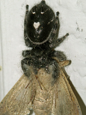 Jumping Spider With Moth.jpg