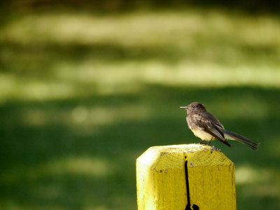 Black Phoebe in the Park.jpg