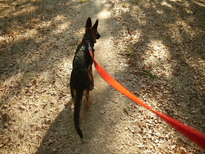 Puppys First Creek Hike.jpg