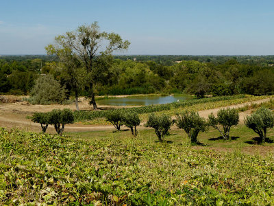 Farm Pond.jpg