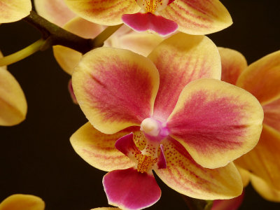 Pink  Yellow Phalaenopsis.jpg
