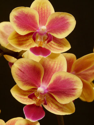 Pink  Yellow Phalaenopsis 2.jpg