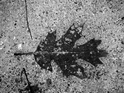 Leaf on the Road.jpg