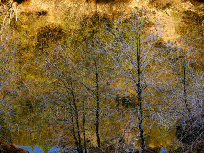 Winter Trees and River.jpg