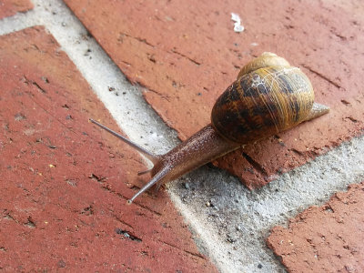 Snail on Brick.jpg