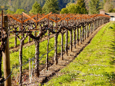 Spring Vineyard 3.jpg