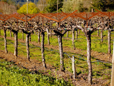 Spring Vineyard 5.jpg