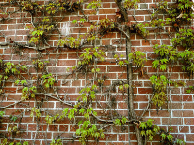 Marryvale Winery Wall.jpg